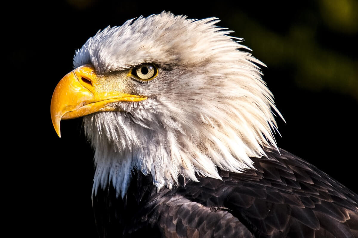 aquila