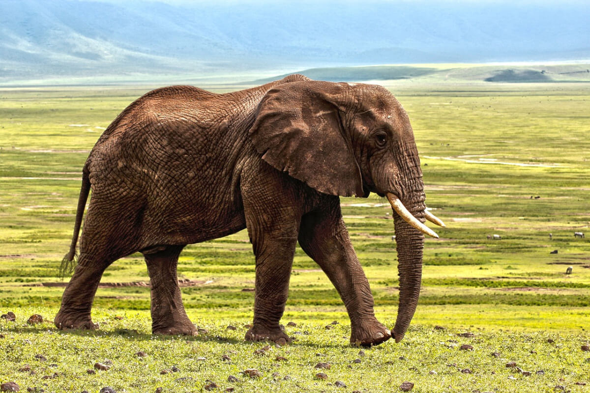 elefanti