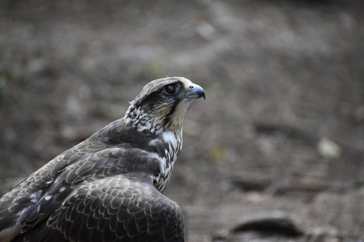 falco
